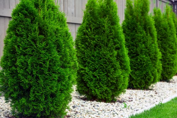 Arborvitae Planting