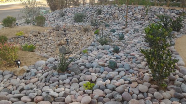 Yard Xeriscaping