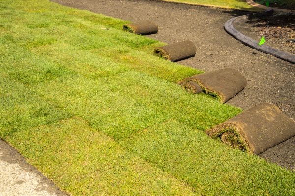 Bermuda Grass Laying