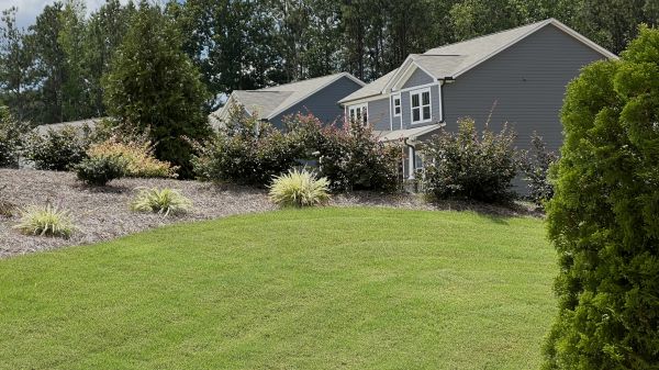 Bermuda Lawn Planting