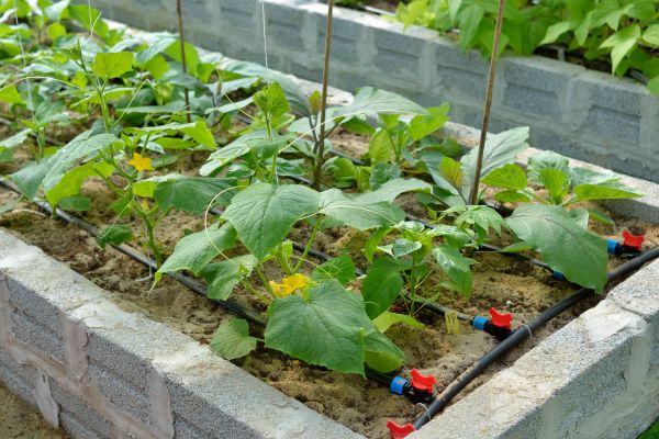 Vegetable Bed Creation