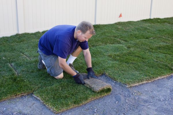 Bahia Sod Planting