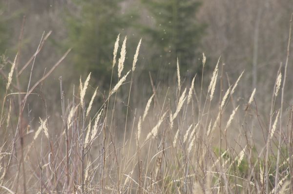 Bentgrass Grass Installation