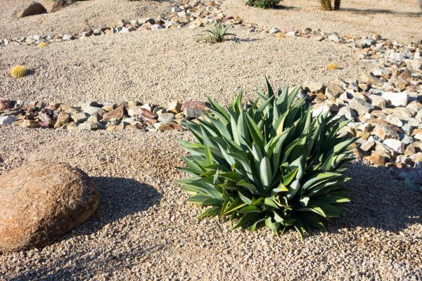 Xeriscaping Service