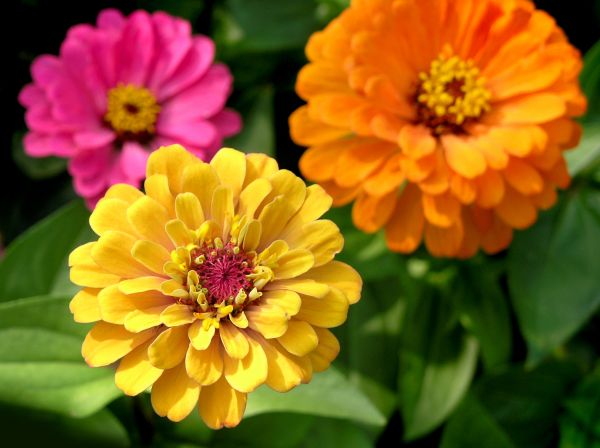 Zinnia Planting